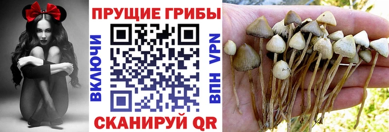 закладки  Брюховецкая  Галлюциногенные грибы Cubensis 